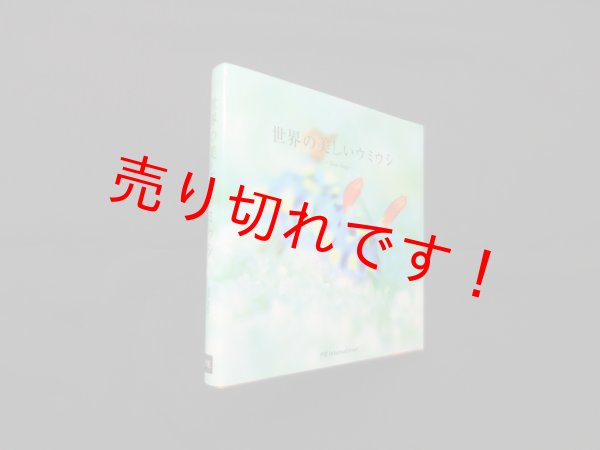 画像1: 世界の美しいウミウシ　パイインターナショナル 編 (1)